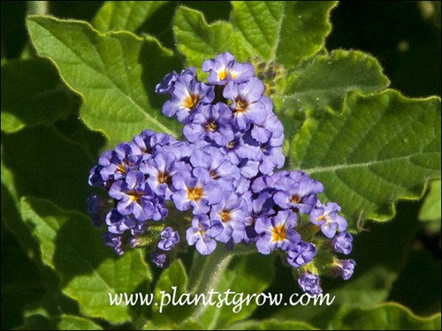 Instead of the dark blue this Heliotrope has a lavender color.